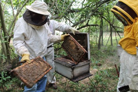 La apicultura en perfecta sinergia con la producción agropecuaria y forestal