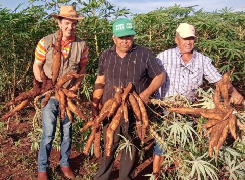 Productores de Coronel Bogado proyectan la comercialización de 3 millones de kilos de mandioca