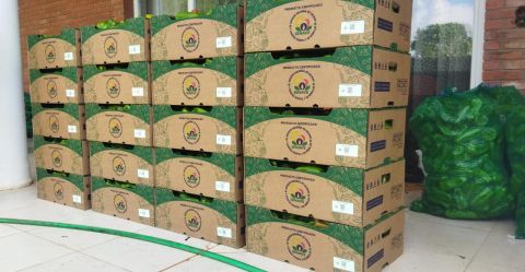 Productores locales abastecen el Programa Hambre Cero con 1.250 kilos de hortalizas