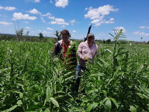 El campo paraguayo produce alimentos para el mundo