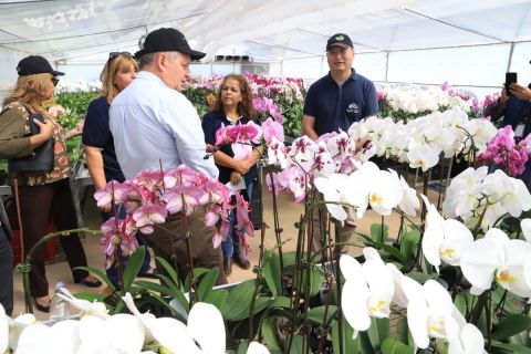 Buscan potenciar el cultivo de orquídeas de alta calidad en Paraguay