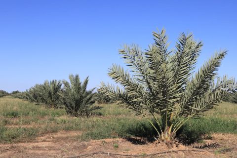 Cosechan los primeros frutos de dátiles producidos en el país