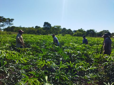 Excelentes resultados en las fincas de producción de mandioca en Caazapá