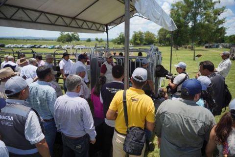 Lanzamiento del primer periodo de vacunación contra la fiebre aftosa y la brucelosis