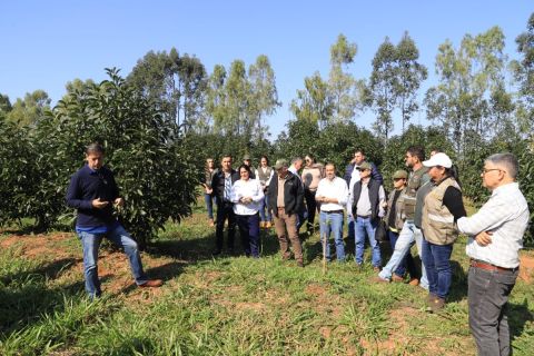 Aguacate Hass: La fruta de producción nacional se abre paso al mercado mundial