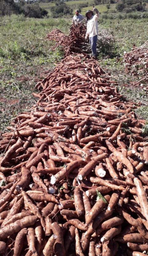 Rubro de la mandioca genera buenas ganancias a productores de Amambay
