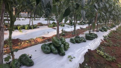 Excelentes resultados productivos en Eusebio Ayala, Cordillera