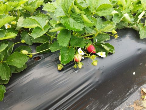 Las primeras frutillas aparecen en mayo, augurando un exitoso año para el rubro