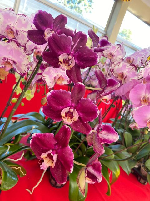 Feria de orquídeas por el Día de las Madres