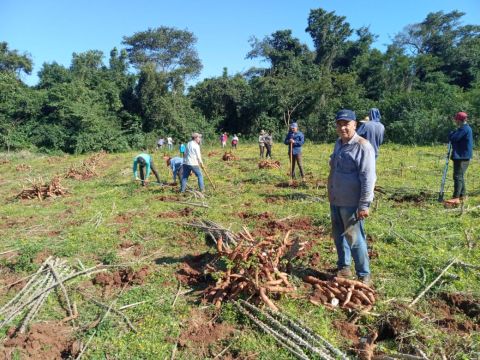 Productores de Caazapá comercializan mandioca en forma directa generando recursos para las familias del sector rural