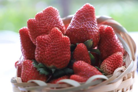 Temporada de frutillas: Inició oficialmente la cosecha comercial de la fruta en Areguá