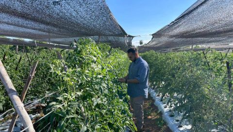 El plan de cultivo de tomates todo el año del MAG empieza a dar sus frutos
