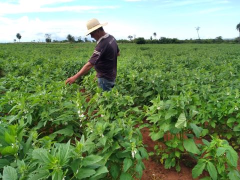 Acompañamiento del MAG en las fincas productivas de Amambay