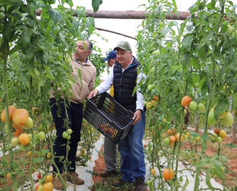 Tomates de excelente calidad listos para abastecer la demanda local