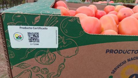 Productor de Itá logra certificación de calidad para 2.000 kg de tomates con apoyo del MAG