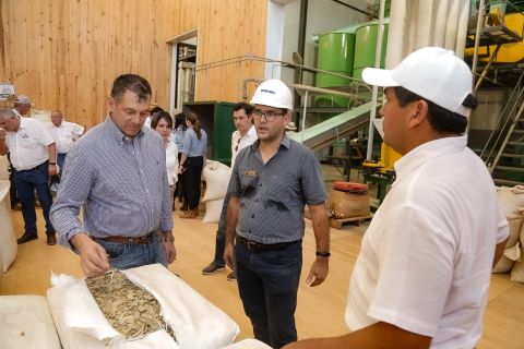 MAG potenciará la producción yerbatera del país