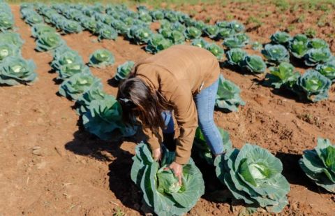 Aprueban estrategia para vincular Mipymes productoras con empresas proveedoras de alimentos escolares