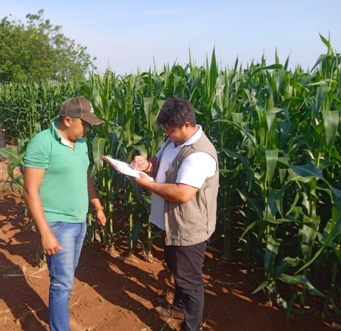 Verificación de parcelas de maíz producidas  en varios distritos de Alto Paraná