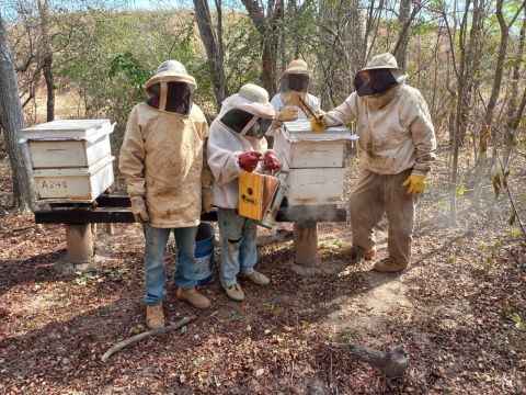 Capacitación es clave para mejorar los rendimientos en la producción de miel de abeja