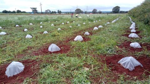 Utilización de tecnologías en el proceso productivo, mejoran los rendimientos en las fincas