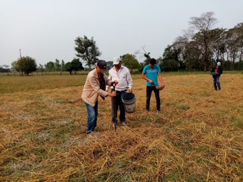 Instalan parcelas semilleras de mandioca con buenas prácticas agrícolas en Carayaó