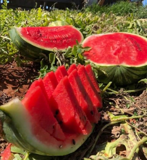 Frutos de las fincas, van llegando a los mercados de consumo
