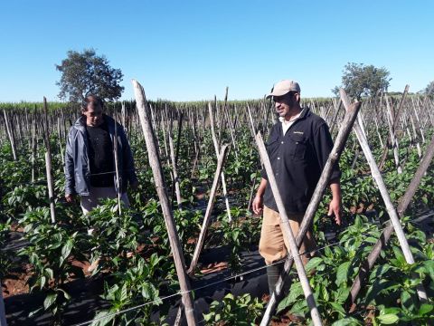 Asistencia técnica del MAG, llega a las fincas productivas de Central