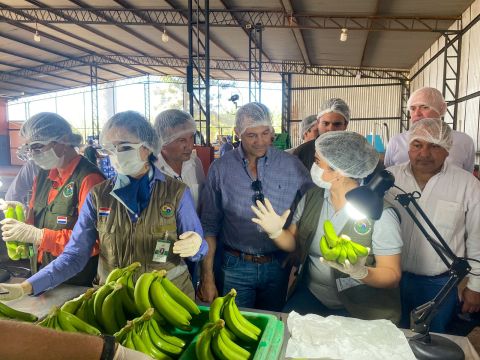 Paraguay oficialmente habilitado para la exportación de banana al mercado de Chile