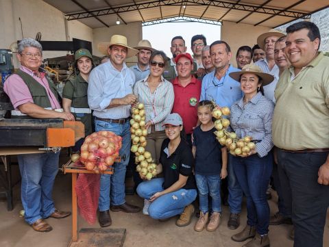 Producción de cebollas de calidad es posible apostando a la tecnificación de las fincas