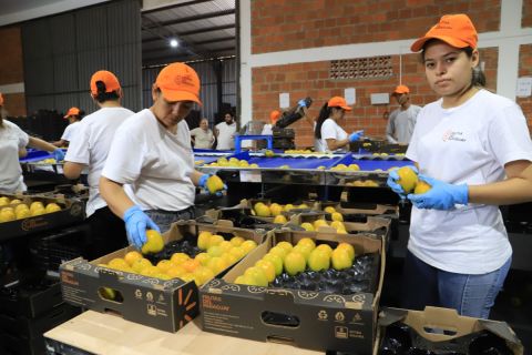 Frutas del Paraguay S.A, exportará caqui de producción nacional al mercado europeo por primera vez